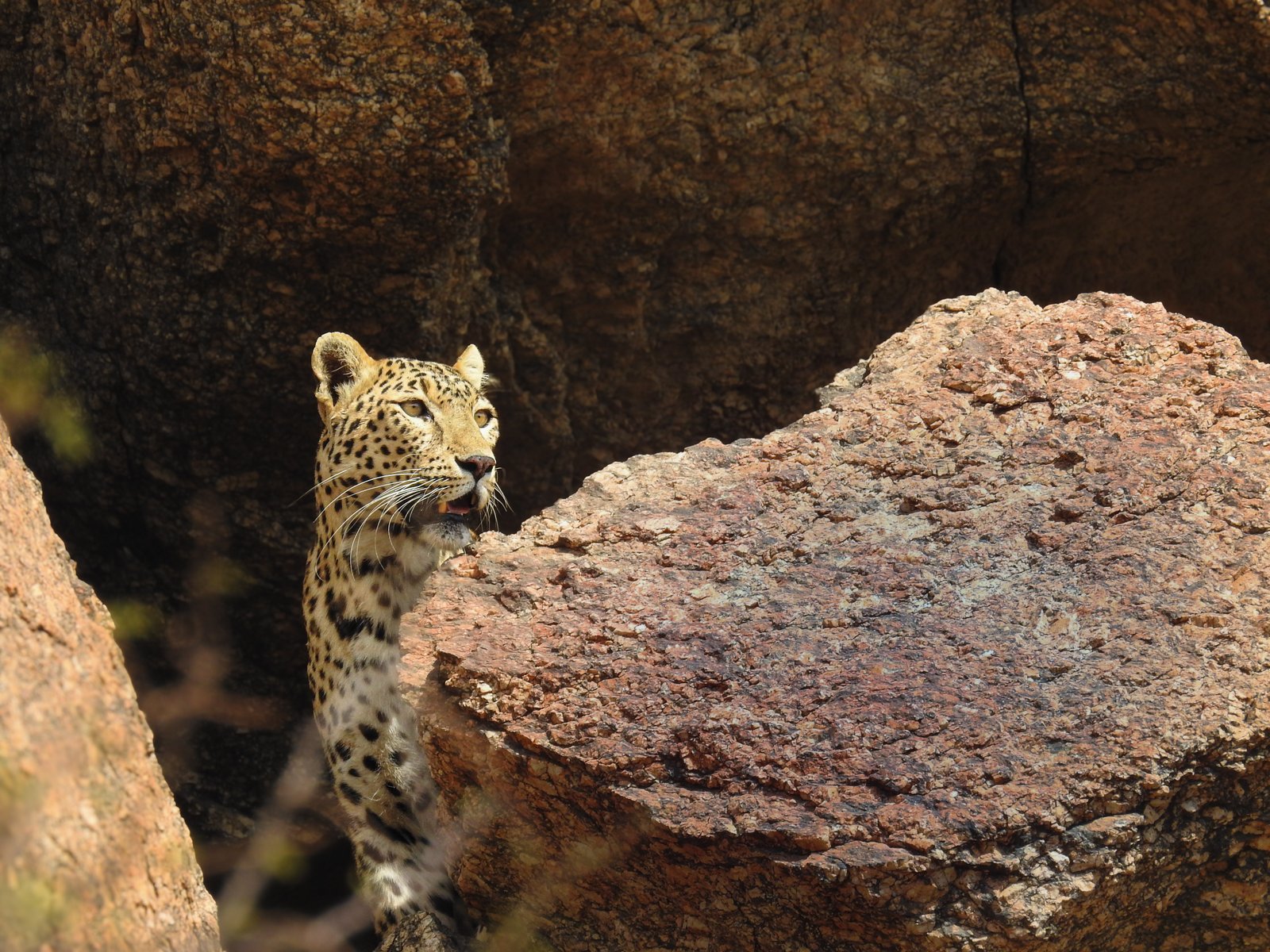 The Matriarch at Dawn — Fine Art Print by Pushpendra Singh Ranawat