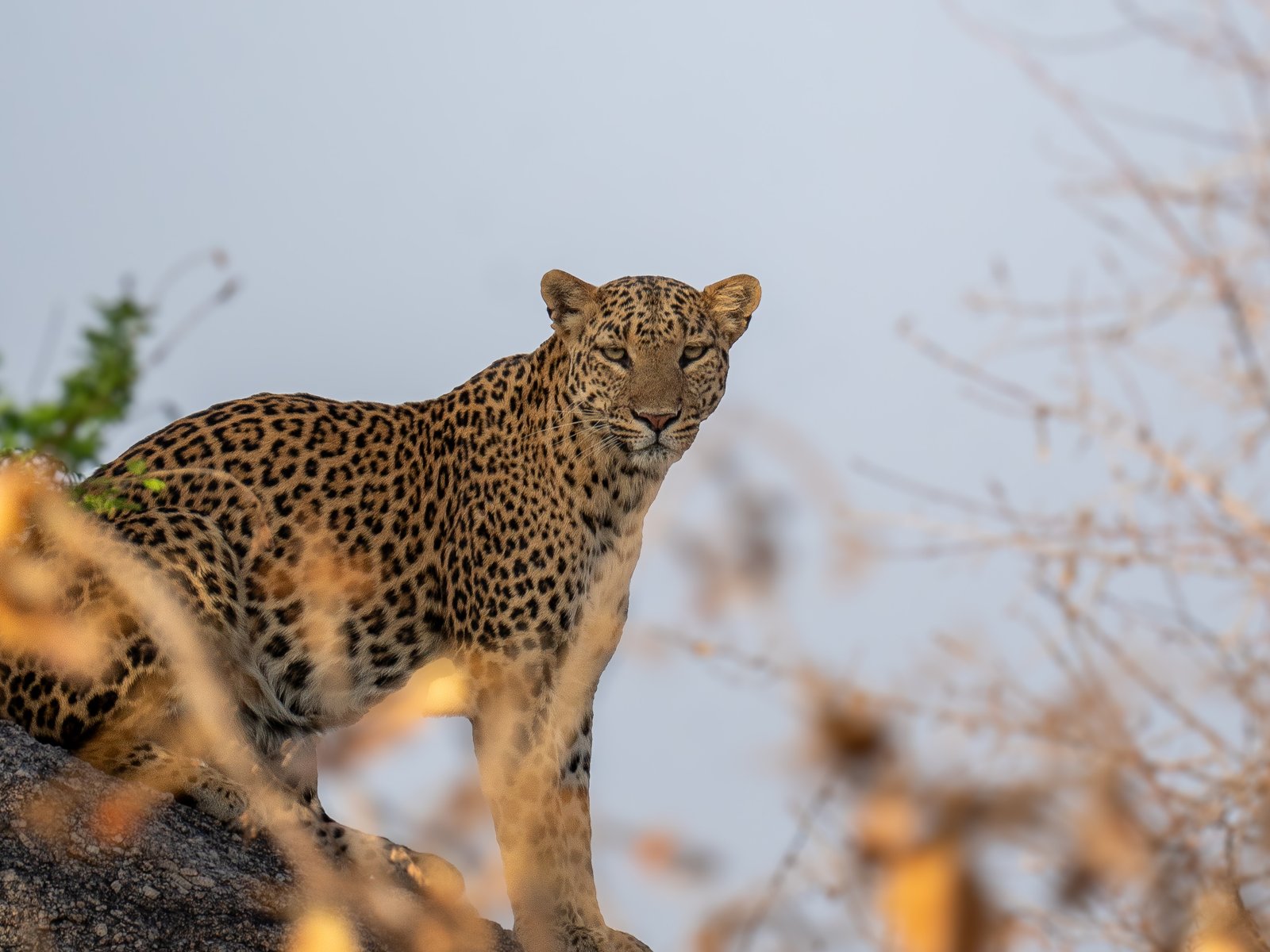 Two of a Kind — Fine Art Print by Pushpendra Singh Ranawat