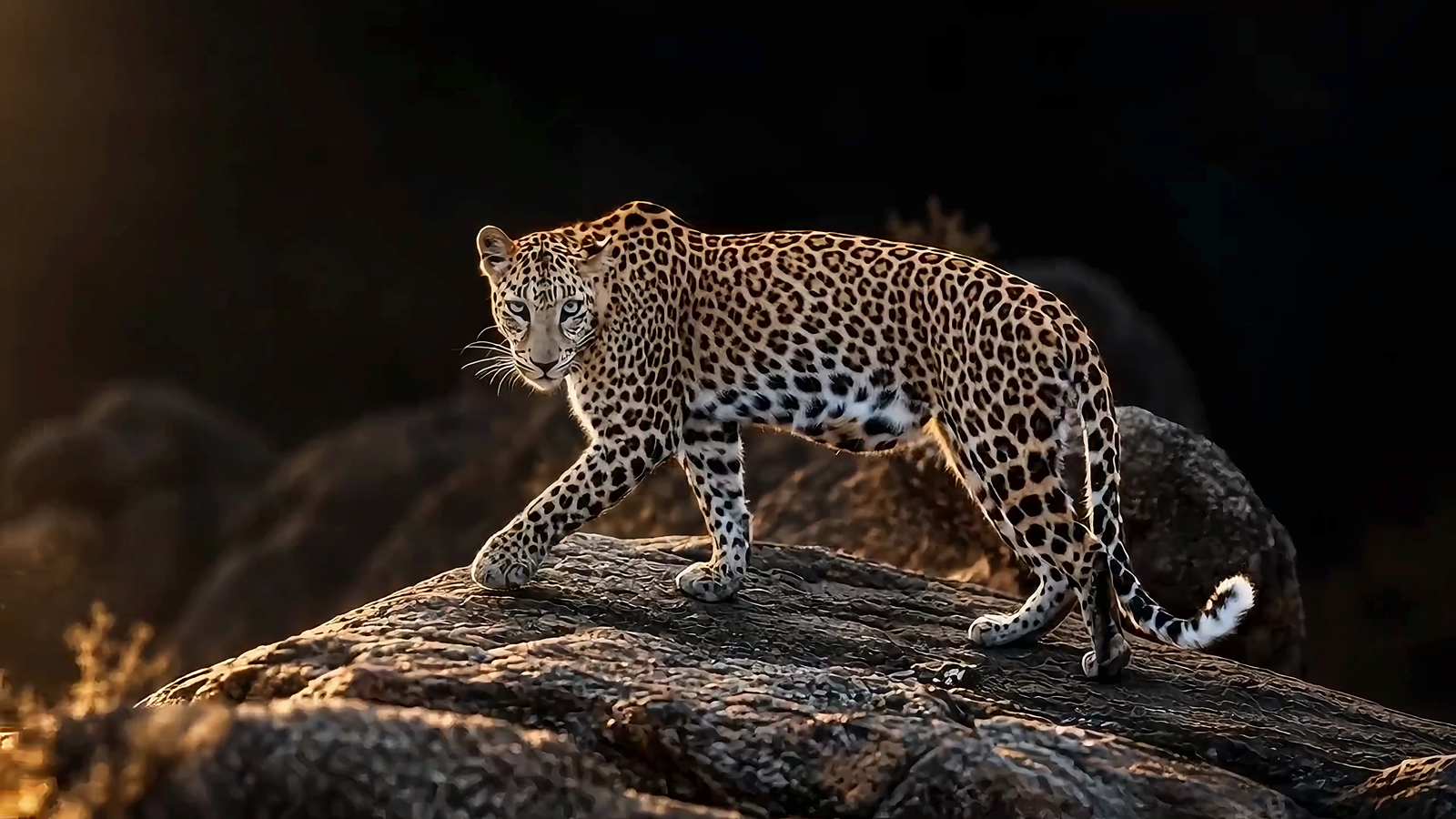 Jawai Leopard