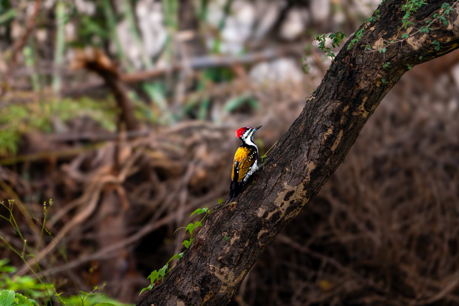 Bharatpur Bird Expedition — Wetlands and bird diversity of Rajasthan