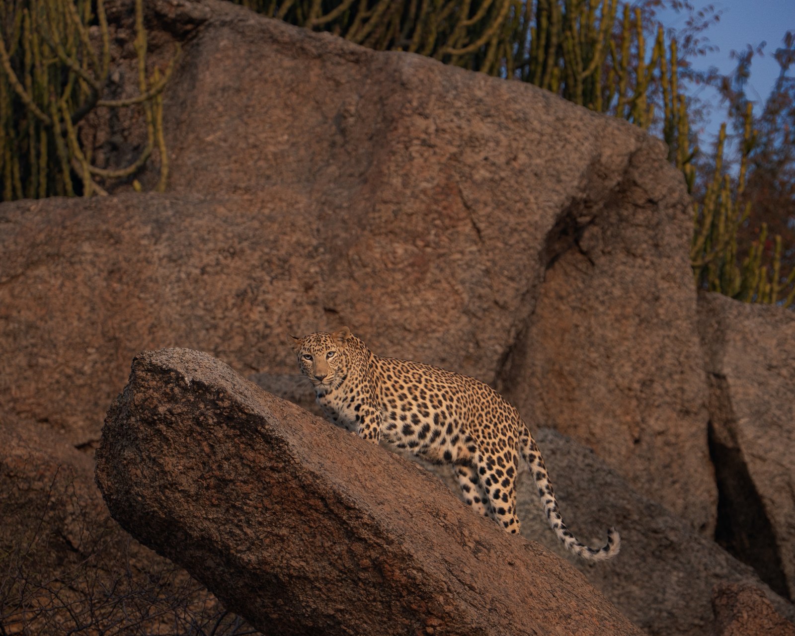 Jawai Leopard Expedition — Leopard resting on granite kopjes in Bera, Rajasthan