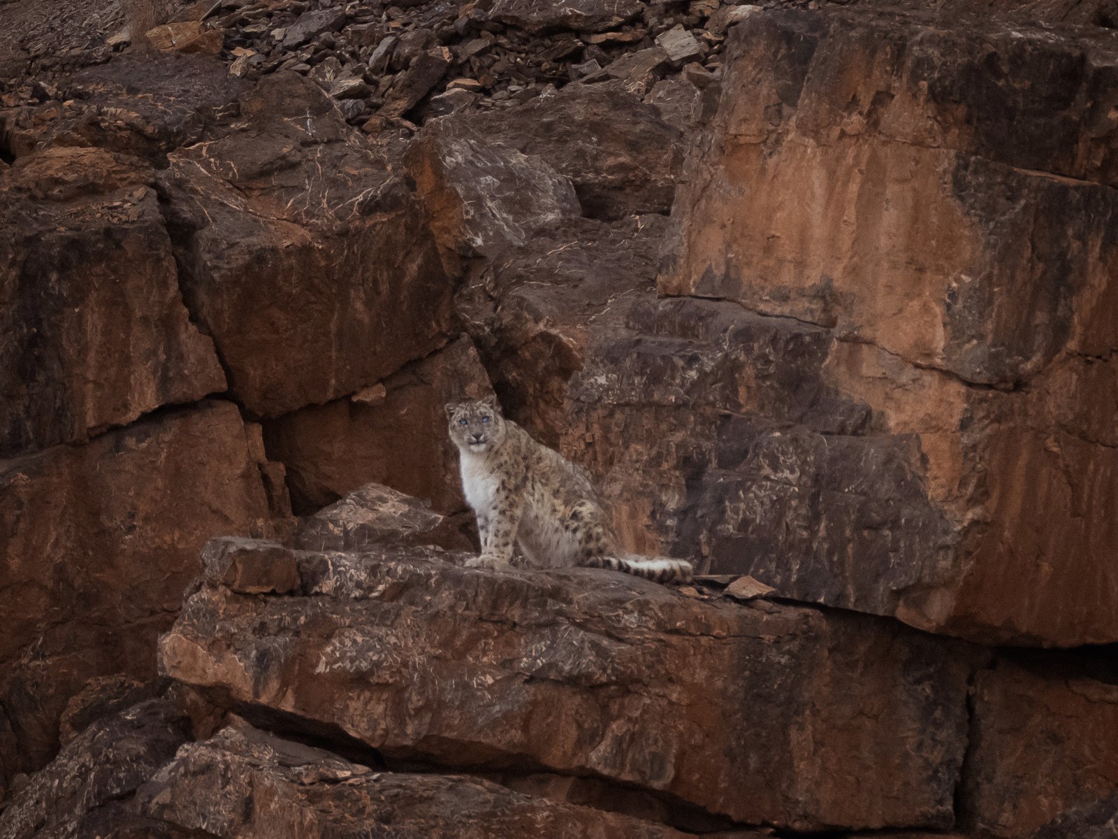 Spiti Snow Leopard Expedition — Authentic Wild Snow Leopard in Spiti Valley, Himalayas